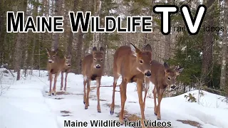 Winter Deer Herd | Deer Running | Rabbit | Trail Cam | Maine Wildlife Trail Videos 2.12.2021