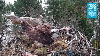 Female Osprey NC0 Lays Second Egg of the Season - Loch of the Lowes Webcam (2024)