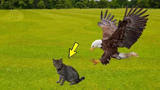 The eagle grabbed the cat and lifted it into the air, then something terrible happened!