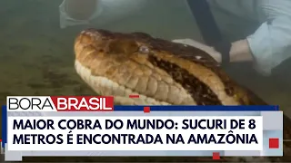 Maior sucuri do mundo é descoberta na Amazônia I Bora Brasil