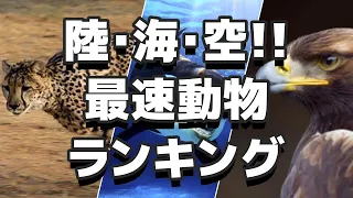 陸・海・空!!世界最速動物ランキング