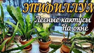 ЭПИФИЛЛУМ / Лесной или орхидейный кактус / Нюансы выращивания