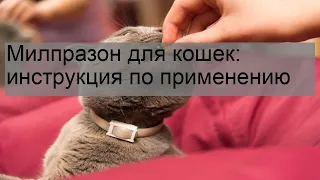 Милпразон для кошек: инструкция по применению