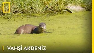 Vahşi Akdeniz | WILD