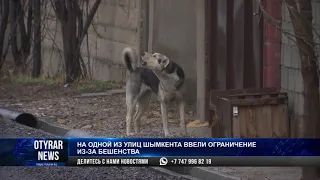 На одной из улиц Шымкента ввели ограничение из-за бешенства