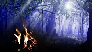 Superbe feu de camp à l'aube, en forêt, chants d'oiseaux, très relaxant, paisible, nature relaxante