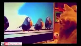 Epic Funny Cats   Cute Cats Compilation   60 minutes!! HDHQ   7