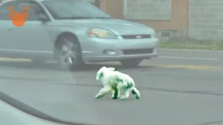 Poodle Chased By Detroit DAWG Rescuers Down Middle of the Street Gives Up Secrets and a Surprise