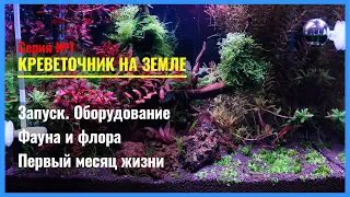 Серия 1. Креветочник на земле и с подачей CO2. Запуск и первый месяц жизни 35-литрового аквариума