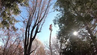 Climbing Arborist Aspen Tree Removal Tight spot