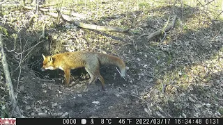 Фотопастка - вікно у потаємне життя лісових мешканців