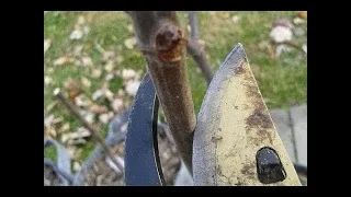 Why Rejuvenation Pruning Fig Trees is a Necessity