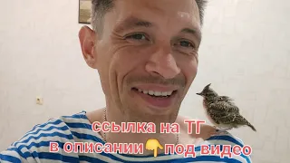 вечерние посиделки🤗птенец хохлатого жаворонка😍