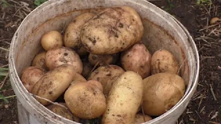 Посадка картофеля в колеса
