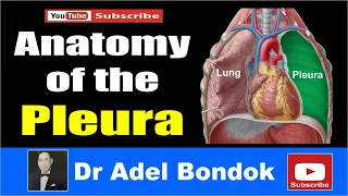 Anatomy of the Pleura, Dr Adel Bondok