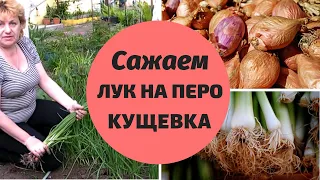 Посадка лука на перо КУЩЕВКА  ШАЛОТ