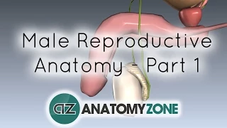 Introduction to Male Reproductive Anatomy - Part 1 - Testis and Epididymis
