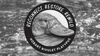 Hobart Rivulet Platypus: Are we the greatest enemy of the platypus?