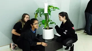Students Bullied A Healthy Plant For 30 Days, This Is What Happened.