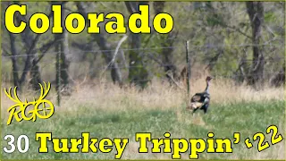 Colorado Public Land Turkey Hunt | Rio Grande Gobbler | Turkey Trippin' 2022 | RGO #378