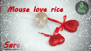 English song "mouse love rice" lyric (Create by Saray SLD)