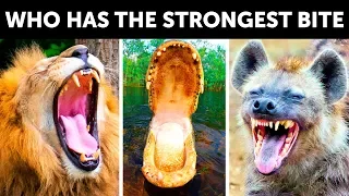 13 Animals With the Strongest Bite