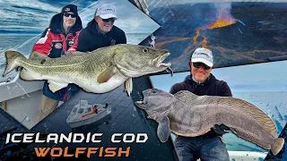 Gábor Döme – The Iceland Cod Fish and Wolffish