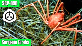 SCP-098 Surgeon Crabs - Cut, Stitch, Feed: Inside the Gruesome Hunting Rituals Of Surgeon Crabs