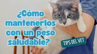 Mantén a Tu Mascota en un Peso Saludable: Consejos para Combatir la Obesidad