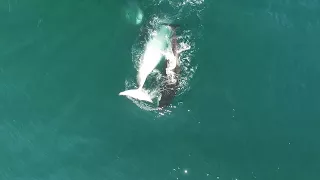 Group Of Orcas Hunt Minke Whale