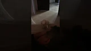 Cockatoo Turbo keeping daddy awake😬