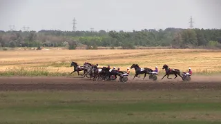 4-й заезд. Мемориал А. В. Соколова. 25.07.2021. Жер. орл. рыс породы старшего возраста. 2400