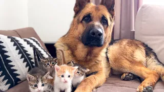 German Shepherd Attacked by Cute Tiny Kittens