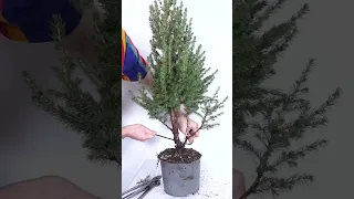 Christmas Tree becomes Bonsai
