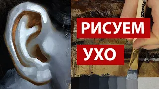 Как рисовать ухо