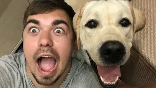 Try Not To Laugh 😆 Funniest Animals Scared People Reaction of 2021 Compilation - Funny Pet Videos