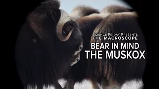 Inside the Mind of a Musk OX