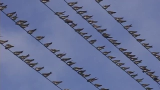 © Ласточки, очень много ласточек // Swallows on wires