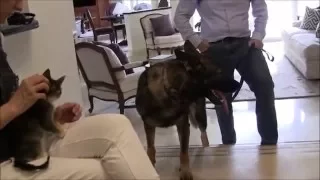 German Shepherd destroys cats!    Can he be stopped?