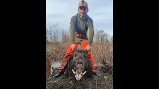 TÜRKİYE AZILI DOMUZ AVLARI WİLD BOAR HUNT