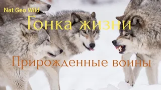 Nat  Geo  Wild. Гонка жизни. Прирожденные воины.