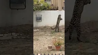 Cheetah 🐆 (leopard 🐆) Wild Leopard Attack 😢  #wildlife #viralvideo #ytshorts #2023