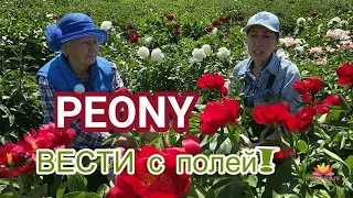 Беседа среди пионов. Часть 2 / Сад Ворошиловой