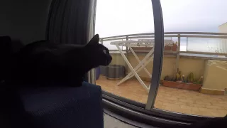 Cats talking to seagull