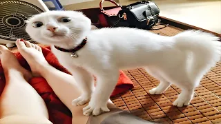 You LAUGH You RESTART😂😂 71 | Funny Cats Videos 2024😂