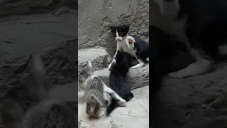 CATS WRESTLING | KITTENS FIGHTERS