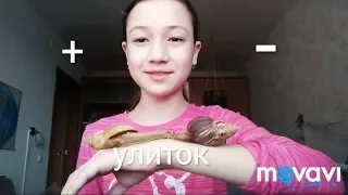 ПЛЮСЫ И МИНУСЫ УЛИТОК!