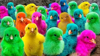 World Cute Chickens,Colorful Chickens, Rainbow Chickens, Cute Ducks, Birds, Rabbits, Cute Animals🐤🐣🐟