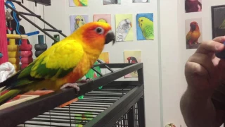 Mango enjoys the sounds of an ocarina