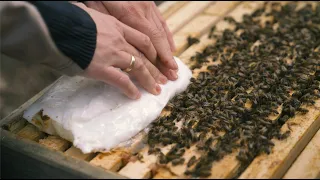 Neues von der Bienenwiese - Bienenvölker im April 2023 - Futterprobleme und ein Spezialfall